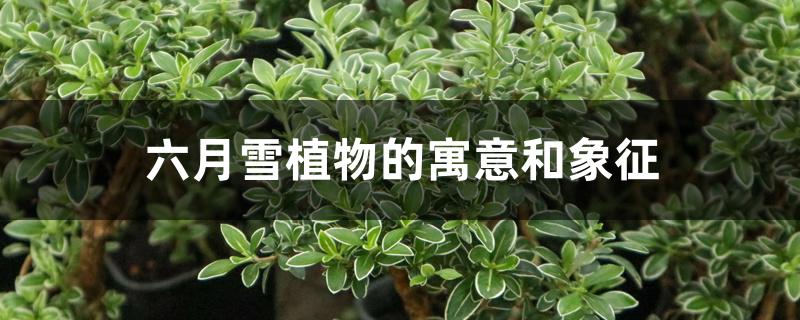 六月雪植物的寓意和象征