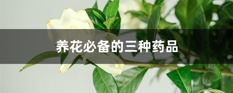 养花必备的三种药品 养花必备的三种药品