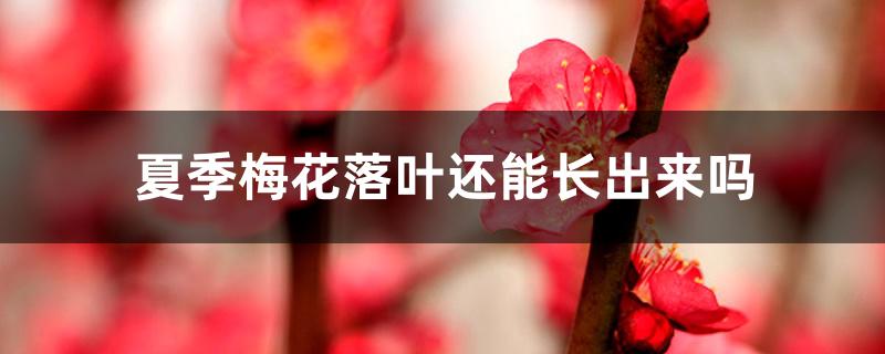 夏季梅花落叶还能长出来吗