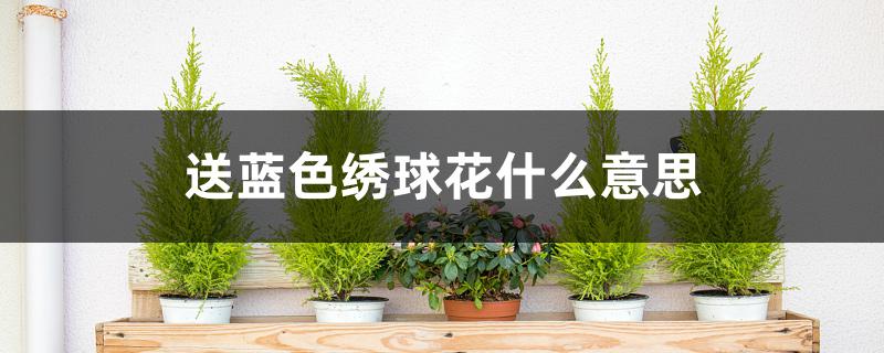 送蓝色绣球花什么意思