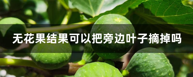 无花果结果可以把旁边叶子摘掉吗