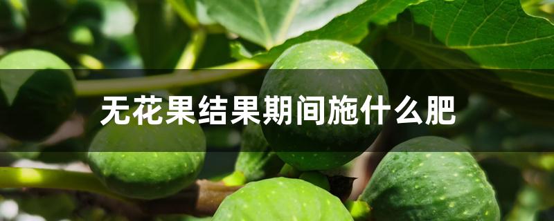 无花果结果期间施什么肥