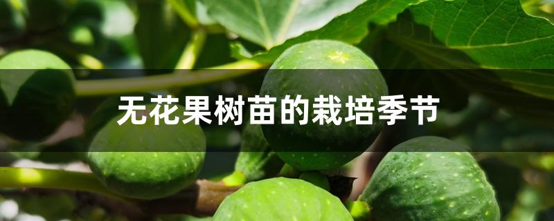 无花果树苗的栽培季节