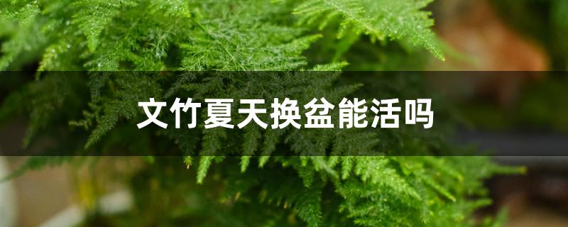文竹夏天换盆能活吗
