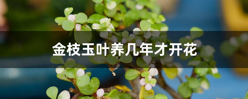 金枝玉叶养几年才开花