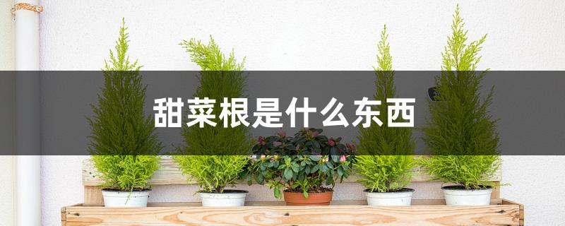 甜菜根是什么东西