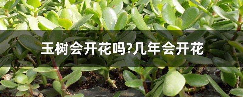 玉树会开花吗?几年会开花