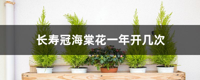 长寿冠海棠花一年开几次