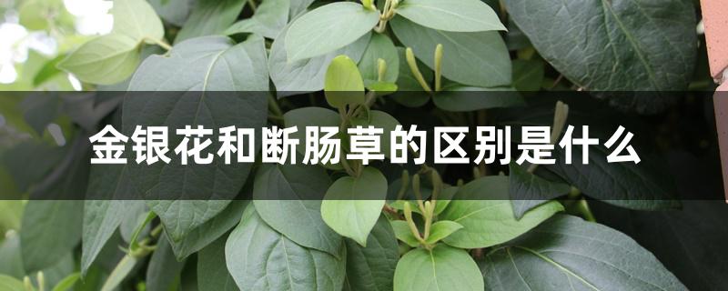 金银花和断肠草的区别是什么