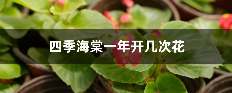 四季海棠一年开几次花