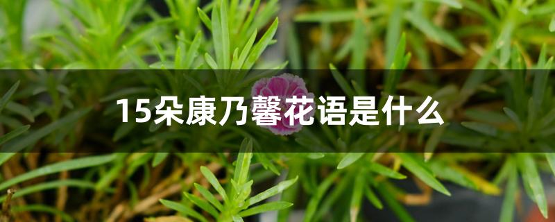 15朵康乃馨花语是什么 15朵康乃馨花语是什么