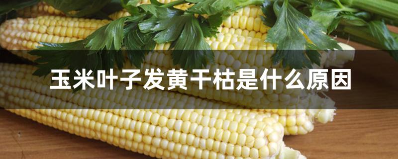 玉米叶子发黄干枯是什么原因