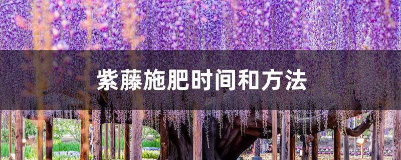 紫藤施肥时间和方法 紫藤施肥时间和方法