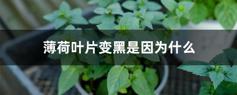 薄荷叶片变黑是因为什么