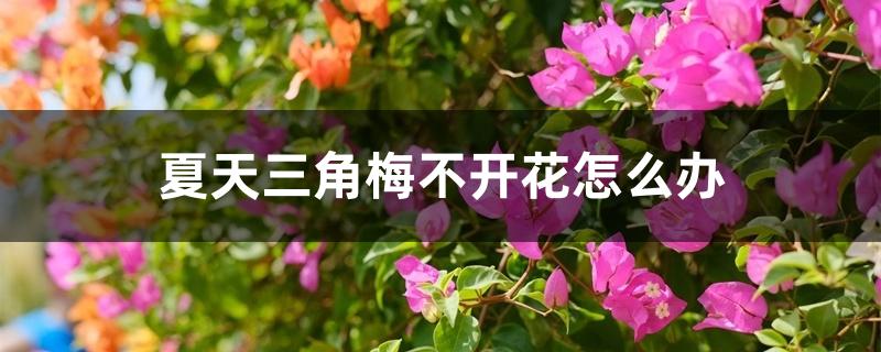 夏天三角梅不开花怎么办 夏天三角梅不开花怎么办