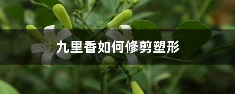 九里香如何修剪塑形