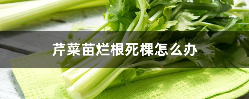 芹菜苗烂根死棵怎么办