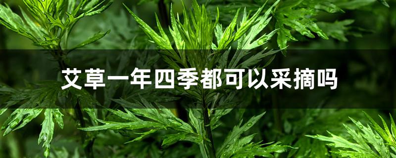 艾草一年四季都可以采摘吗