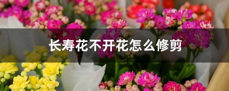 长寿花不开花怎么修剪