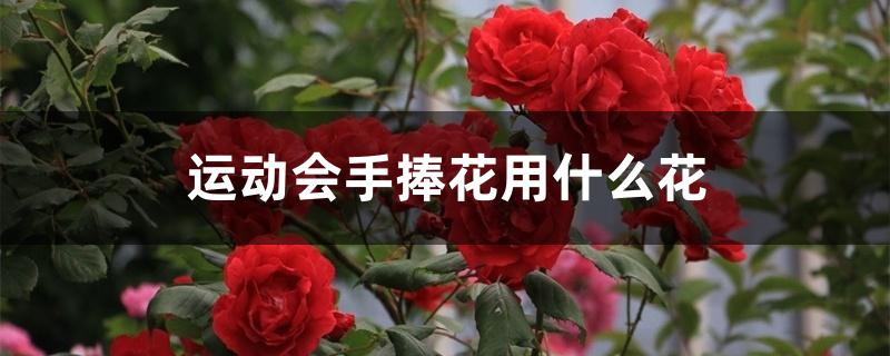 运动会手捧花用什么花