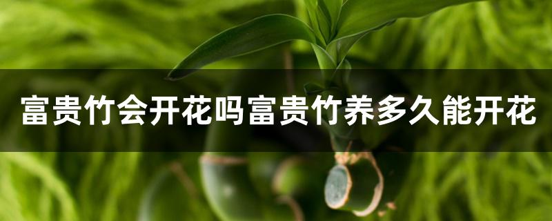 富贵竹会开花吗富贵竹养多久能开花