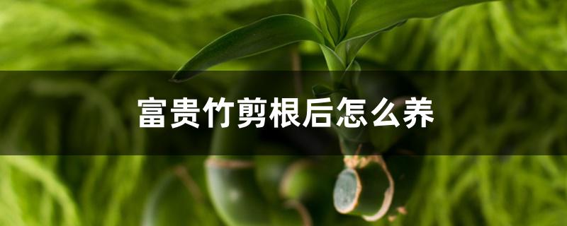 富贵竹剪根后怎么养