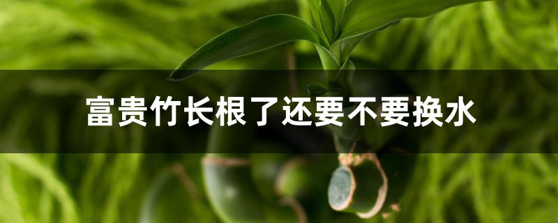 富贵竹长根了还要不要换水