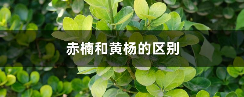 赤楠和黄杨的区别 赤楠和黄杨的区别