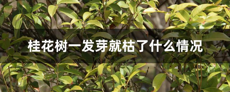 桂花树一发芽就枯了什么情况