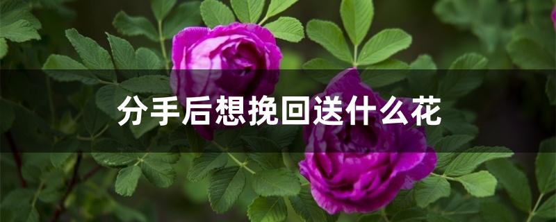 分手后想挽回送什么花