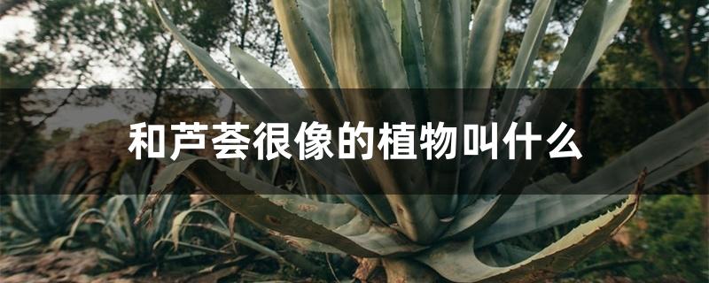 和芦荟很像的植物叫什么 和芦荟很像的植物叫什么