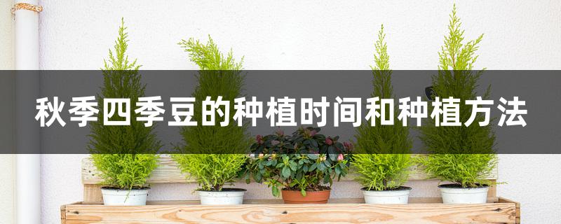 秋季四季豆的种植时间和种植方法