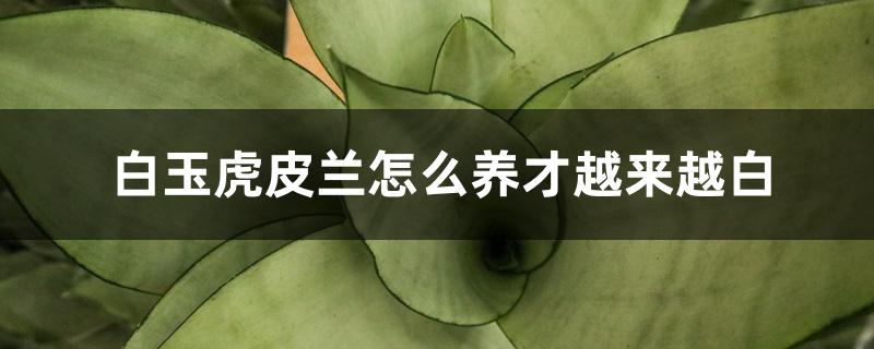 白玉虎皮兰怎么养才越来越白