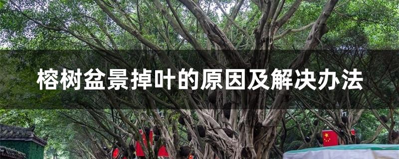 榕树盆景掉叶的原因及解决办法 榕树盆景掉叶的原因及解决办法