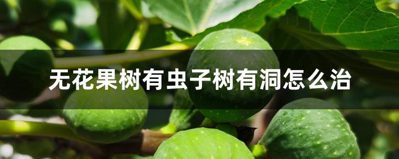 无花果树有虫子树有洞怎么治