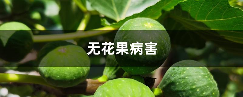 无花果病害