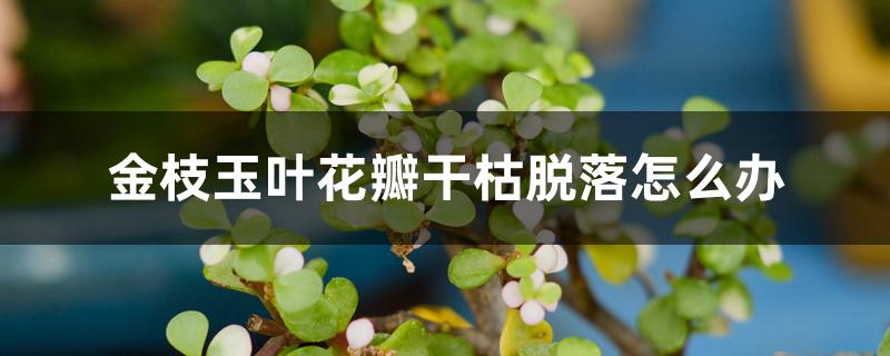 金枝玉叶花瓣干枯脱落怎么办