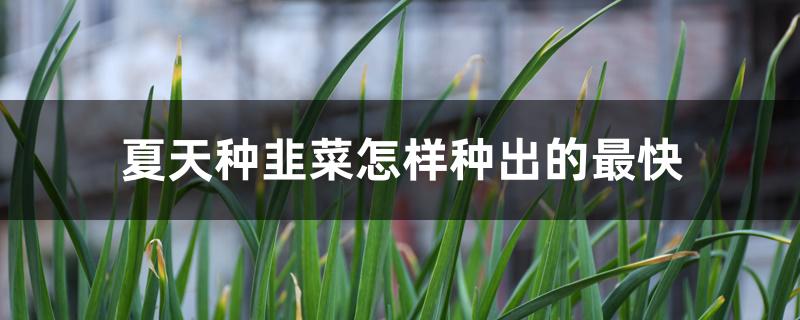 夏天种韭菜怎样种出的最快