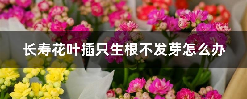 长寿花叶插只生根不发芽怎么办