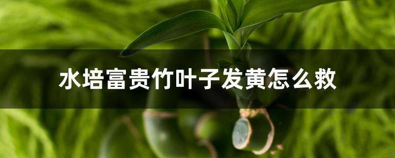 水培富贵竹叶子发黄怎么救