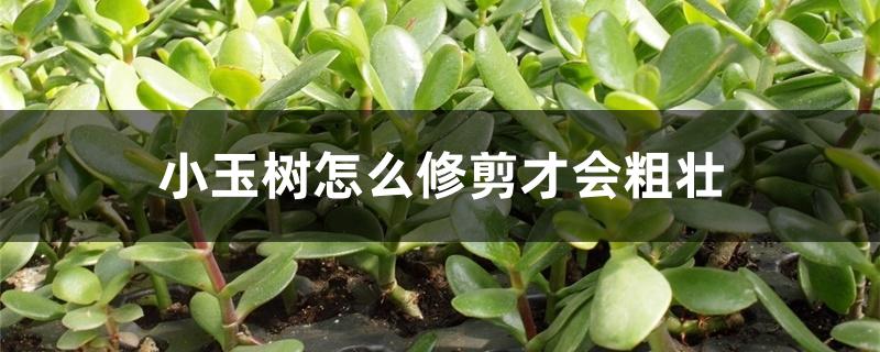 小玉树怎么修剪才会粗壮