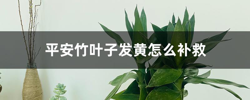 平安竹叶子发黄怎么补救