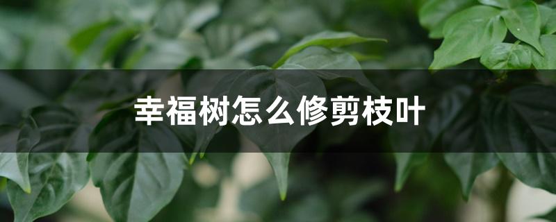 幸福树怎么修剪枝叶