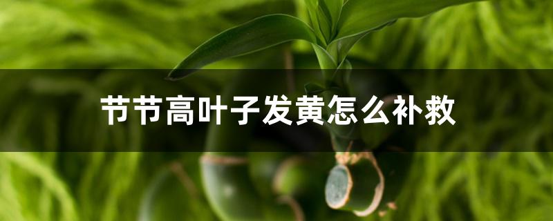 节节高叶子发黄怎么补救