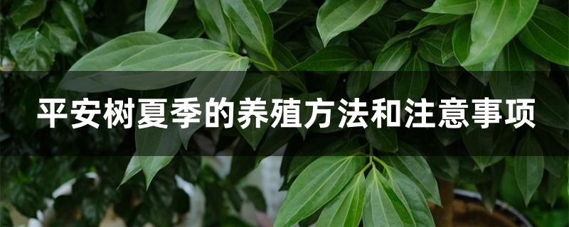 平安树夏季的养殖方法和注意事项