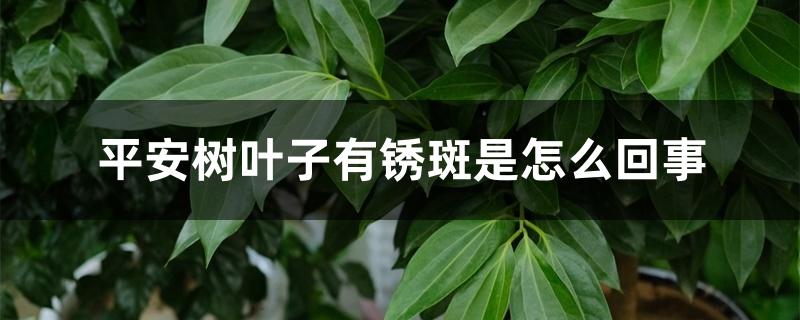 平安树叶子有锈斑是怎么回事