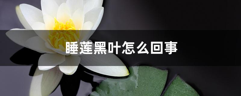 睡莲黑叶怎么回事