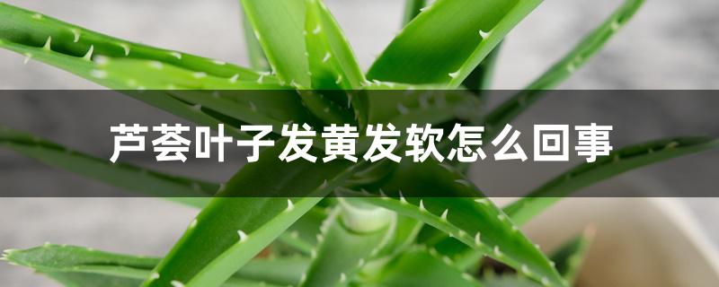 芦荟叶子发黄发软怎么回事