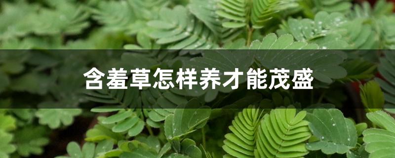 含羞草怎样养才能茂盛