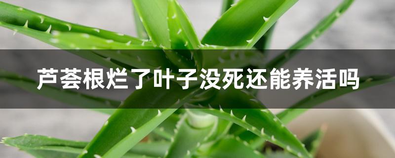 芦荟根烂了叶子没死还能养活吗